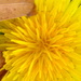 Dandelion Time by daisymiller
