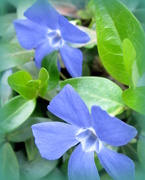 8th Apr 2015 - Periwinkle Delight