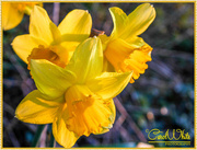 9th Apr 2015 - Daffodils