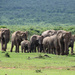 Elephant Herd marches in! by salza