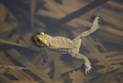 8th Apr 2015 - Frogs legs