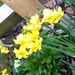 Daffodils by cataylor41
