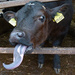 Haven't I got a long tongue  by shirleybankfarm