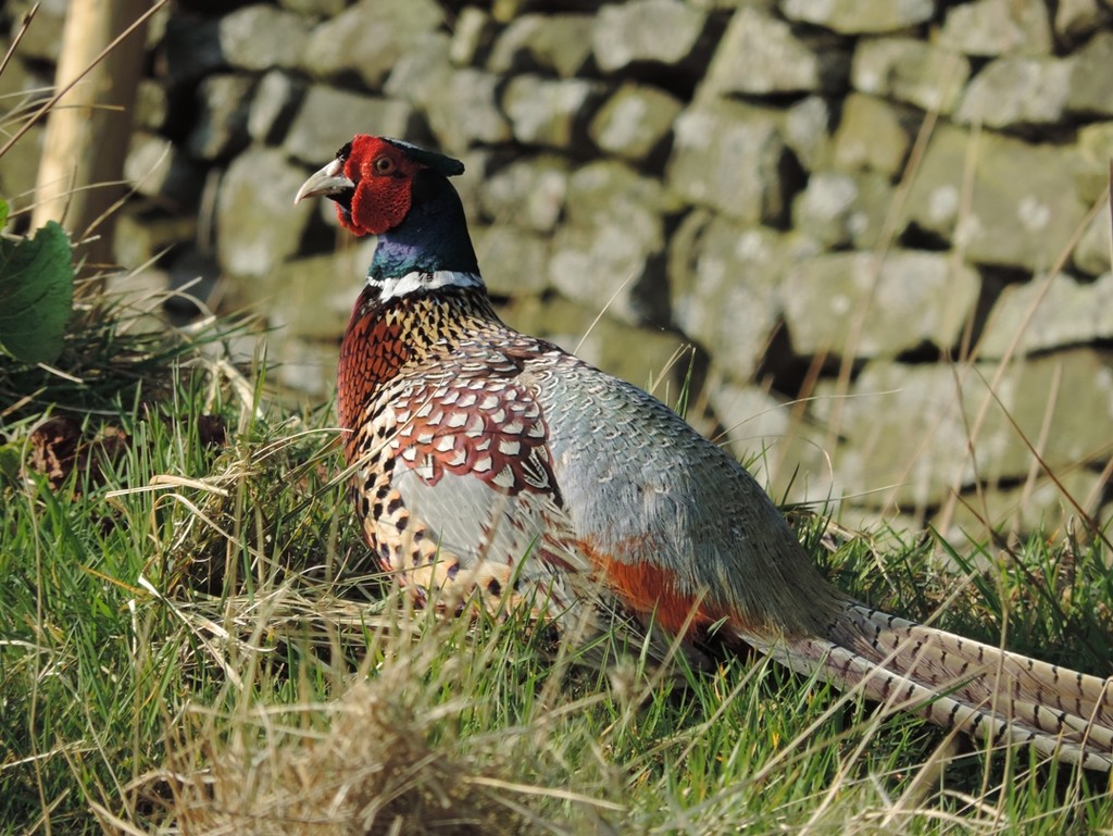 Mr Pheasant by roachling