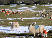 27th Mar 2013 - lambs in orange