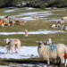 lambs in orange by steveandkerry