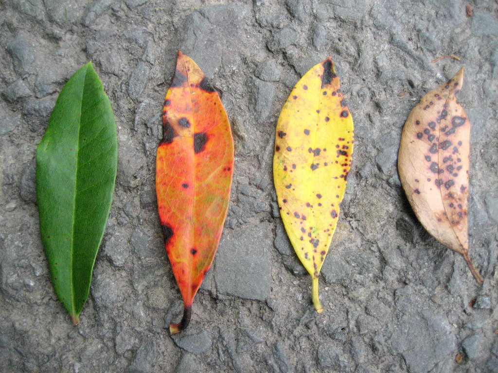 leaf by steveandkerry