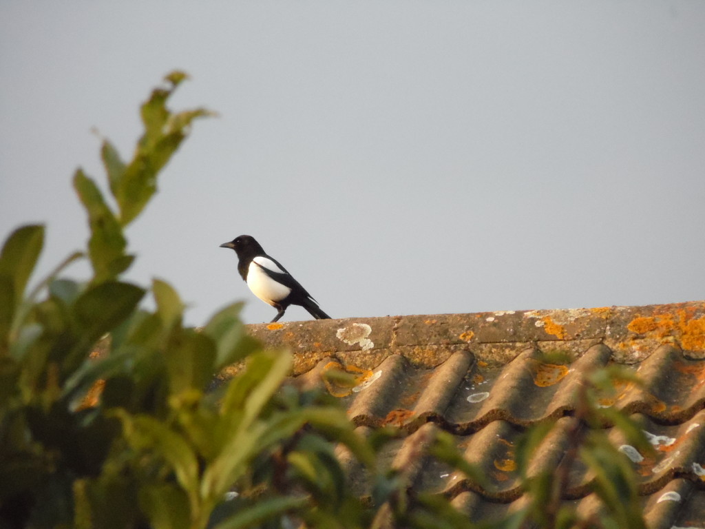 Magpie on a roof by dragey74