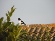 7th Apr 2015 - Magpie on a roof