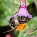 Bee by barrowlane