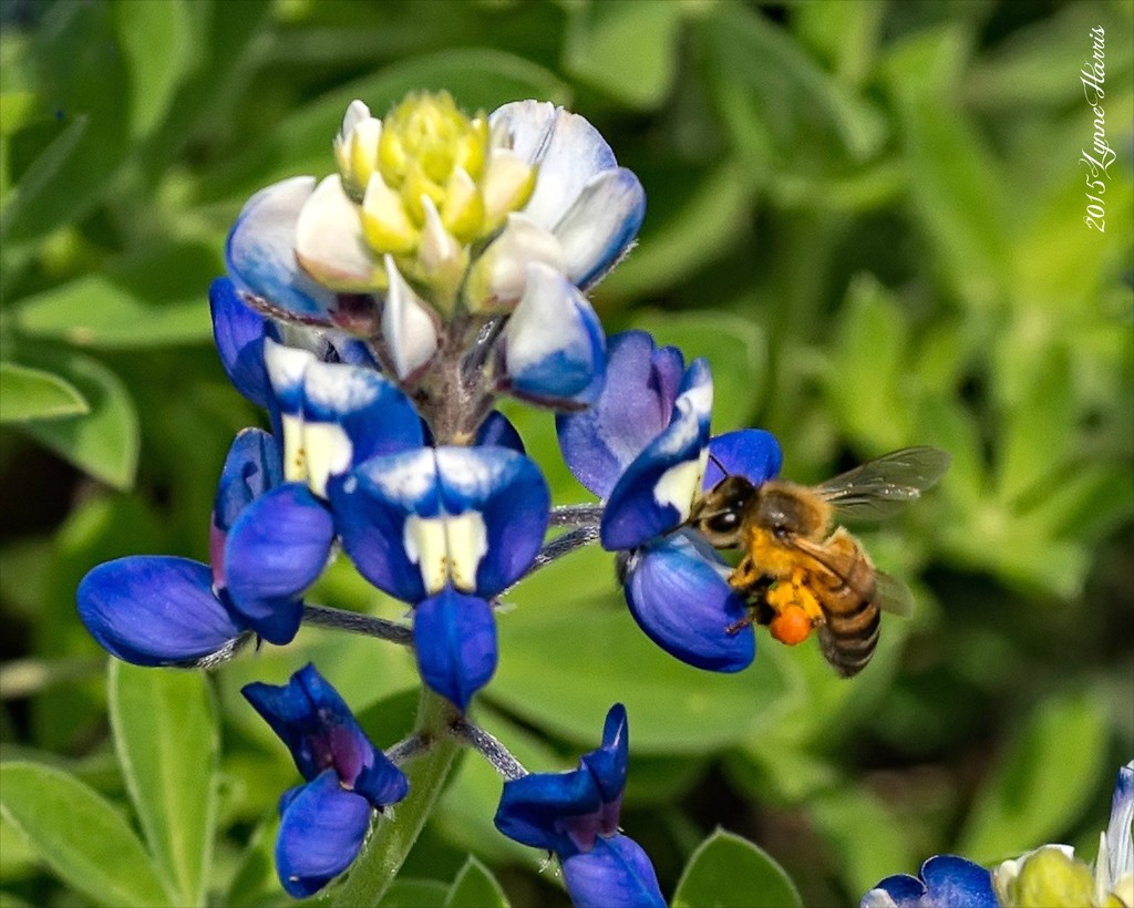 Buzzing Around the Bluebonnets by lynne5477