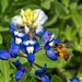 Buzzing Around the Bluebonnets by lynne5477