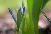 9th Apr 2015 - Blue Dwarf Iris