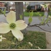Early Dogwood by allie912