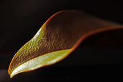 9th Apr 2015 - Dry Leaf