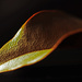 Dry Leaf by mzzhope