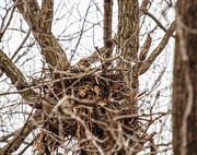 9th Apr 2015 - The Nest