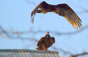 8th Apr 2015 - Two Turkey Vultures