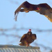 Two Turkey Vultures by kareenking