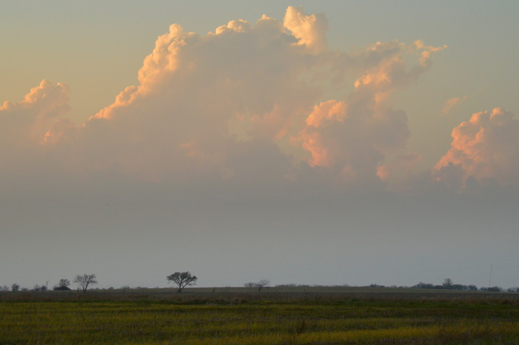 Big Tree, Bigger Cloud by kareenking