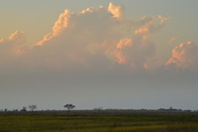 8th Apr 2015 - Big Tree, Bigger Cloud