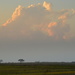 Big Tree, Bigger Cloud by kareenking