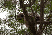 8th Apr 2015 - IMG_Juvy Barred Owl_1083