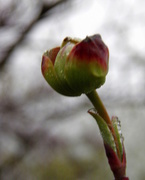 9th Apr 2015 - Moistened Dogwood Blossom Bud