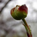 Moistened Dogwood Blossom Bud by daisymiller