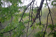 6th Apr 2015 - Carolina Wren in Maple Tree