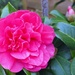 Camelia by anne2013
