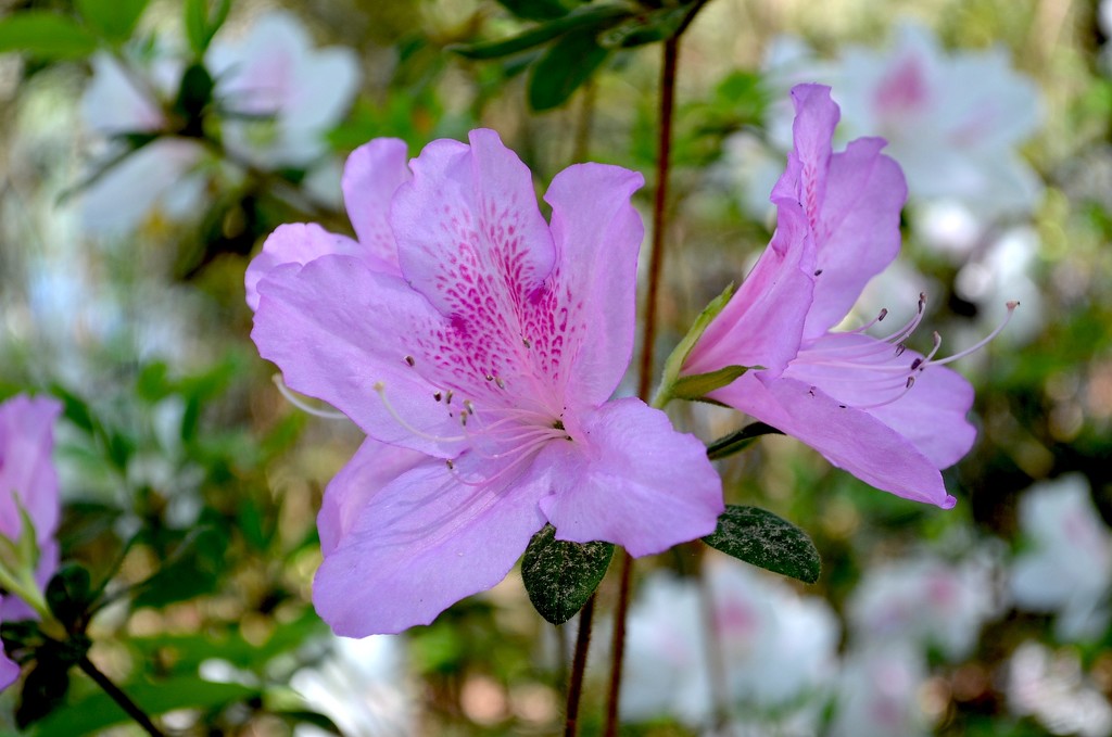 Azaleas, Cypress Gardens, Berkeley County, SC by congaree