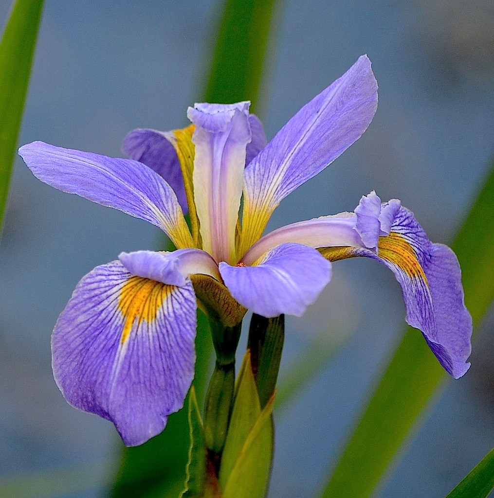Iris, Cypress Gardens, Berkeley County, SC by congaree