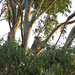 Treetop Living by koalagardens