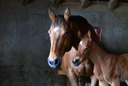 10th Apr 2015 - Mother and Foal