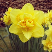 10th Apr 2015 - Daffodils