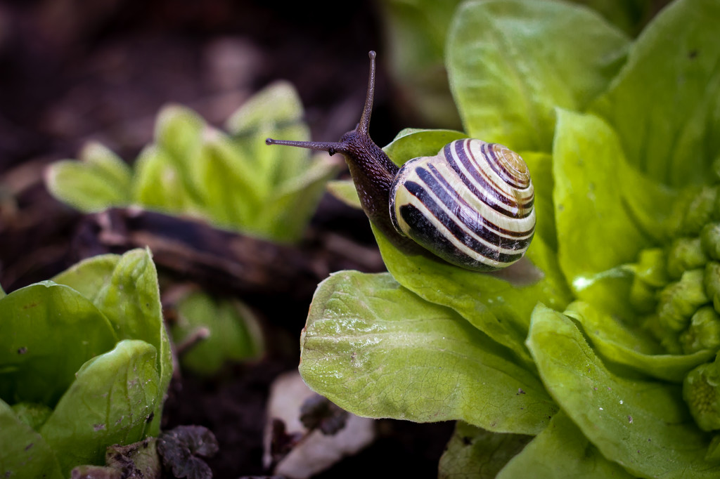 Snail Find by tracymeurs
