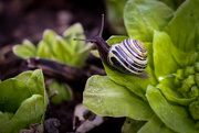 10th Apr 2015 - Snail Find