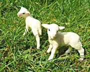 10th Apr 2015 - Spring Lambs.