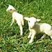 Spring Lambs. by wendyfrost