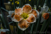 10th Apr 2015 - Daffodil Flower