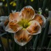 Daffodil Flower by tonygig