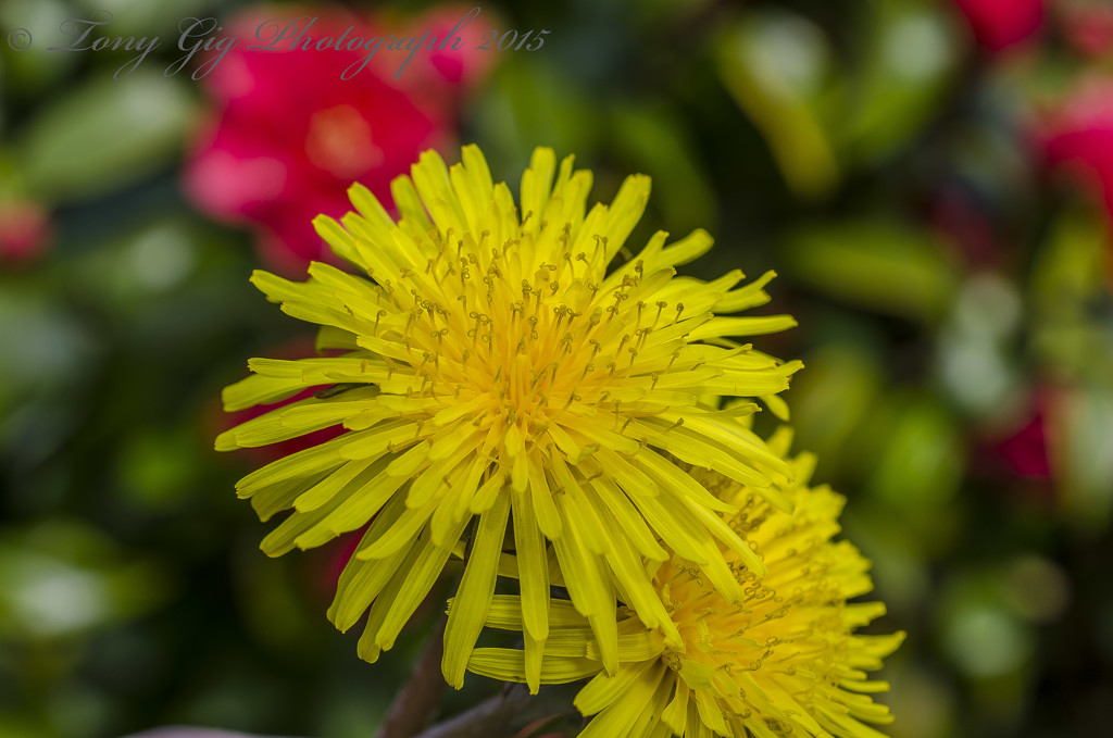 Dandelion Flower by tonygig