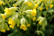 10th Apr 2015 - cowslips