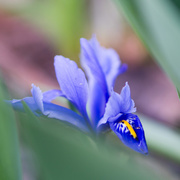 10th Apr 2015 - Blue Dwarf Iris