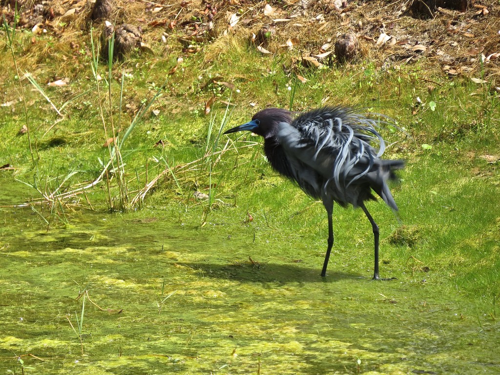 Little Blue Heron Shakin' It Out by rob257