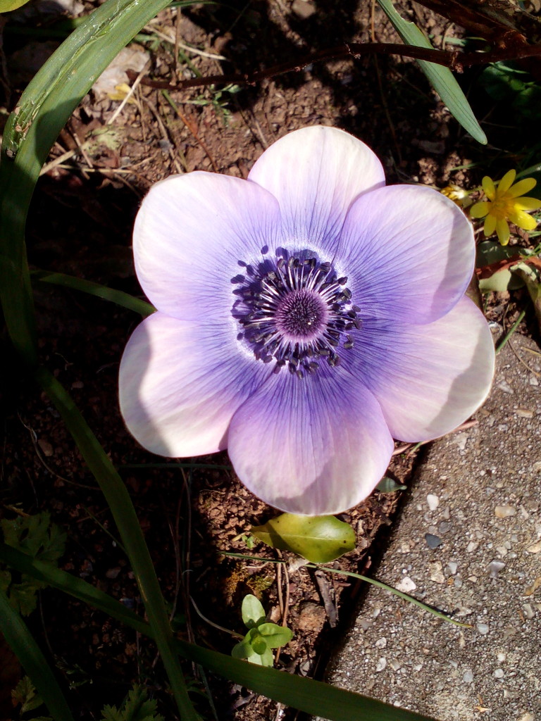 anenome - I love the colours of this one! by jennymdennis