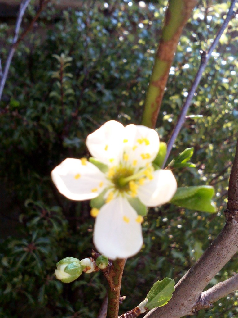 Plum blossom by jennymdennis