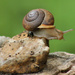 Snail's pace by cjwhite
