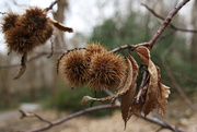 9th Apr 2015 - Chestnuts or Conkers?
